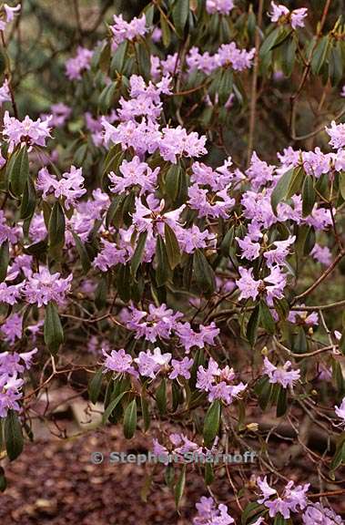 rhododendron augustinii subsection triflora 1 graphic